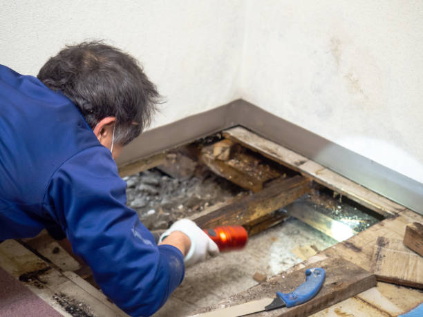 Best Crawl Space Mold Removal  in Lmar, DE