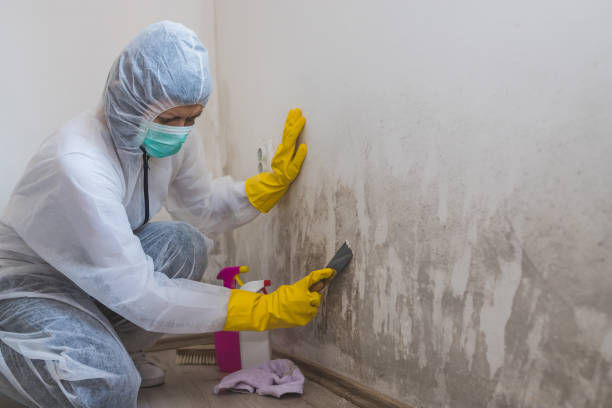 Best Commercial Mold Removal  in Lmar, DE