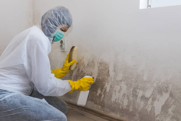 Best Attic Mold Removal  in Lmar, DE