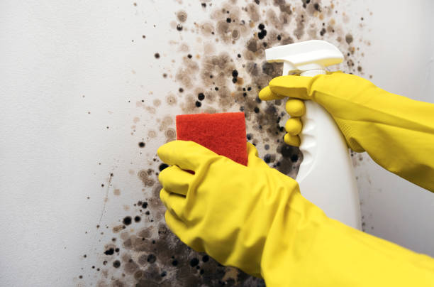 Best Home Mold Removal  in Lmar, DE