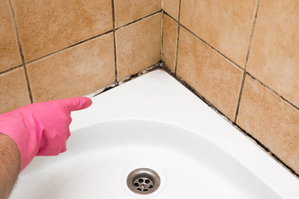 Best Toxic Mold Removal  in Lmar, DE